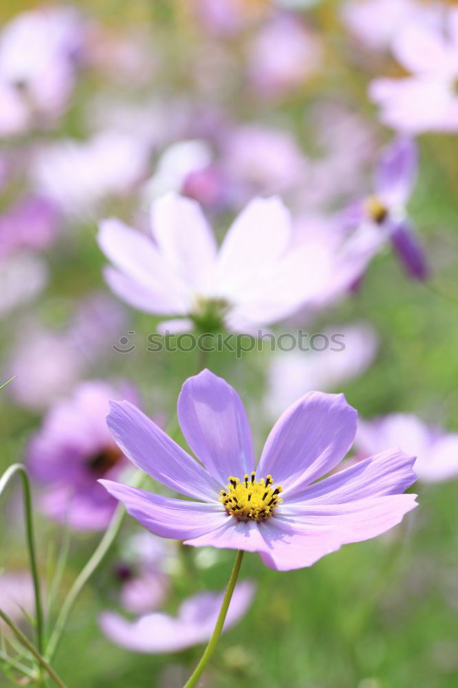 Similar – Image, Stock Photo From next door Flower