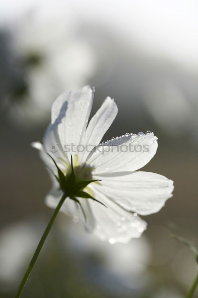 Similar – flowering daisy on a meadow with snow