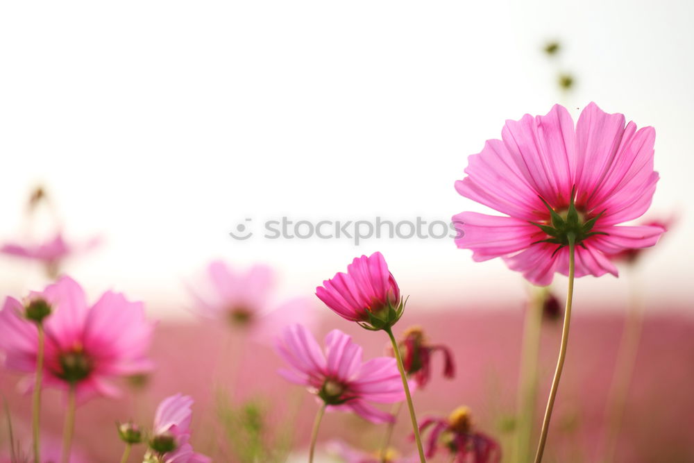 Similar – Image, Stock Photo Dahlia 1 Daisy Family