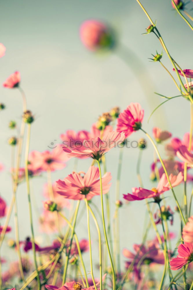 Similar – Image, Stock Photo For you the poppy should bloom…