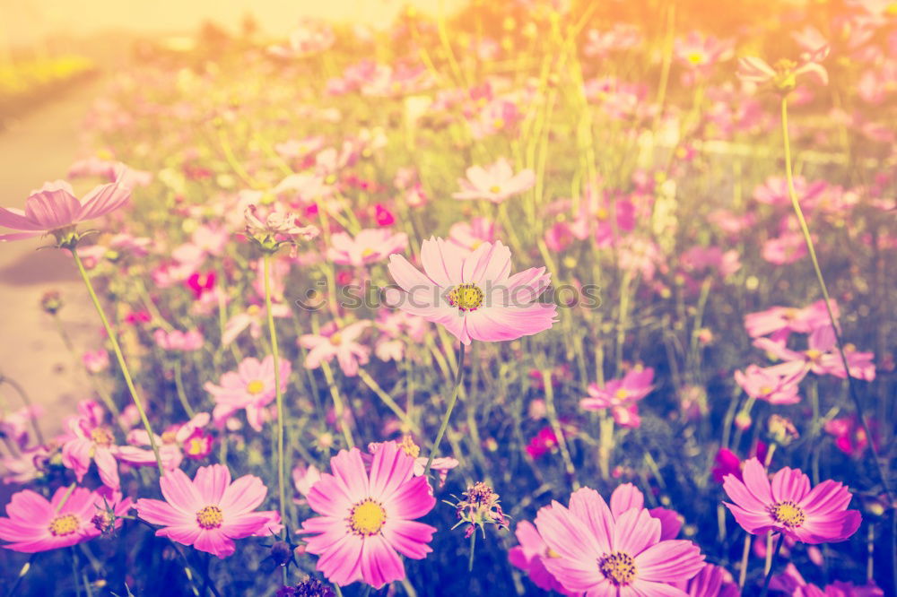 Similar – Image, Stock Photo tulips Flower Tulip