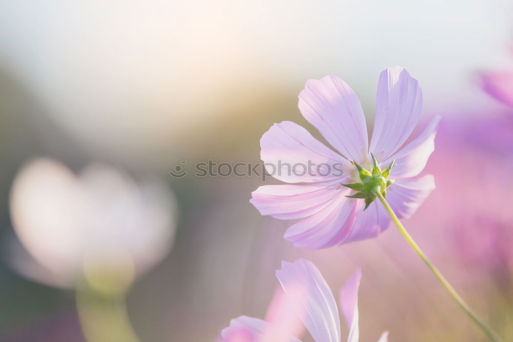 Similar – Image, Stock Photo Sail butterfly meets lilac