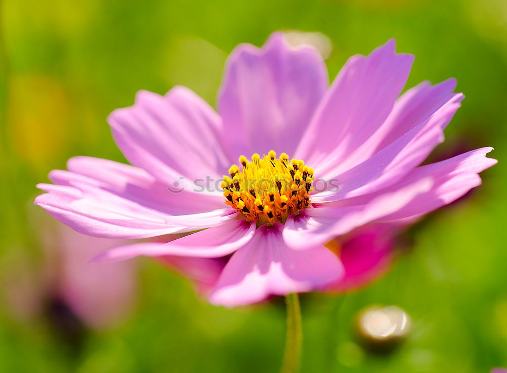 Similar – Astern Sommer Garten Natur