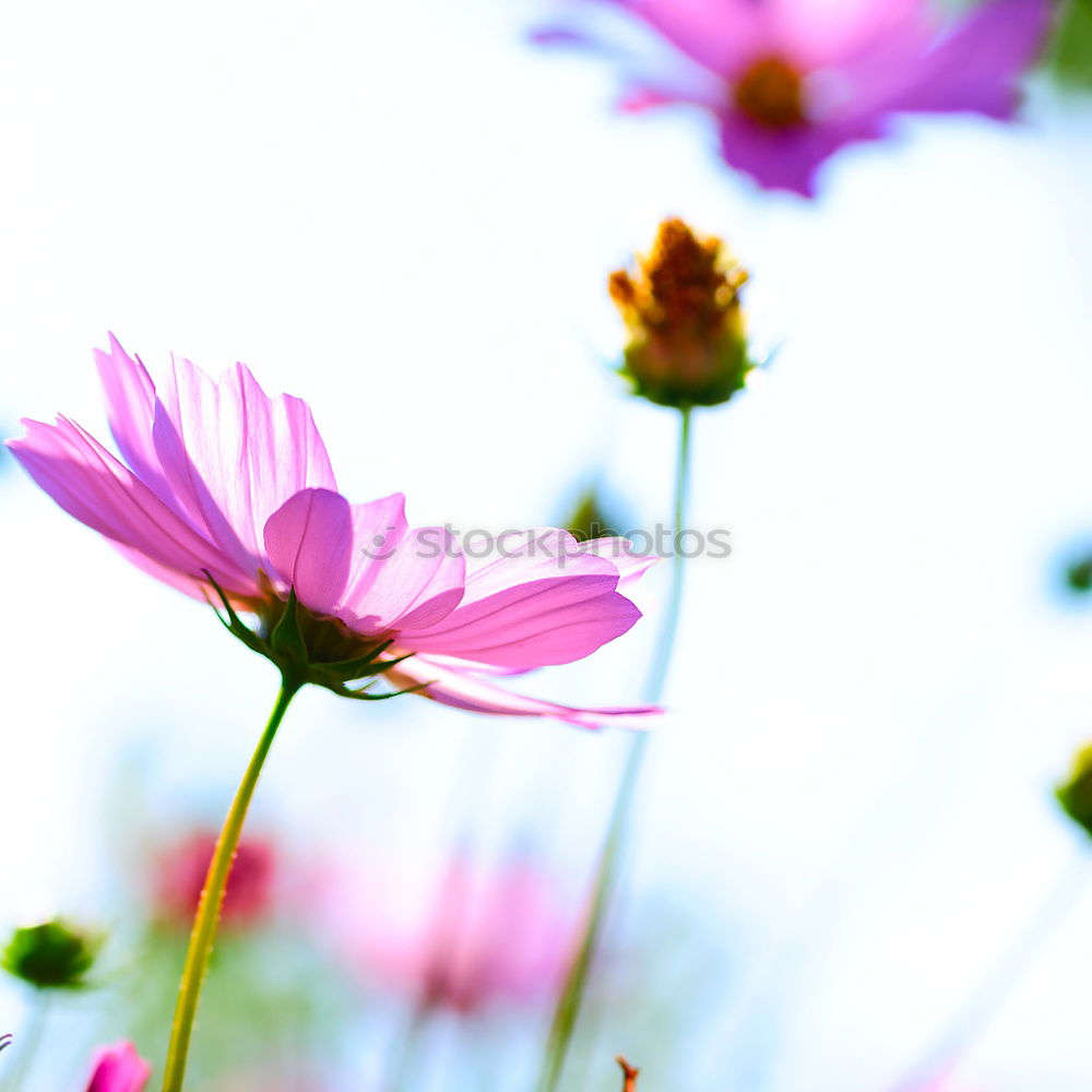 Similar – Image, Stock Photo Three Purple Cosmea flowers against neutral background