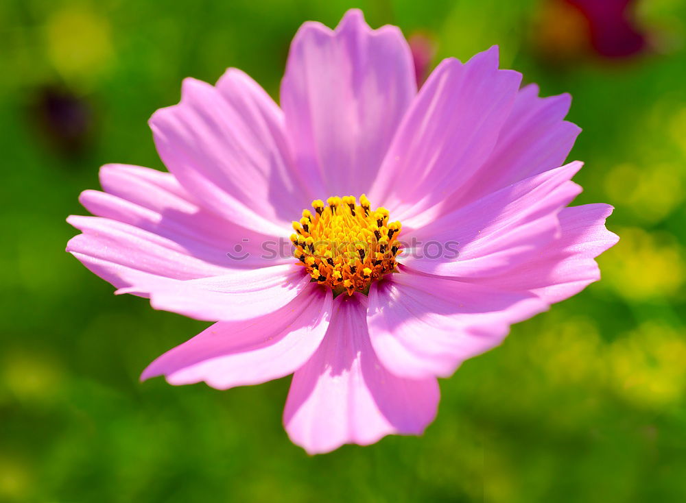 Similar – wild flowers Flower Pink