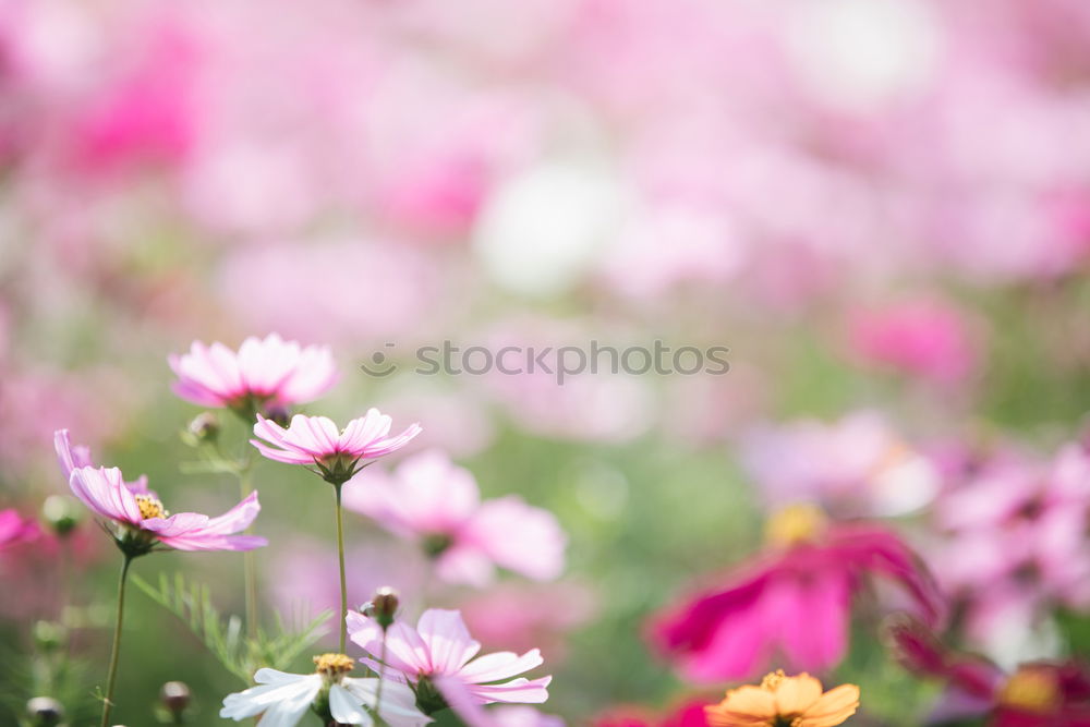 Similar – tulips Flower Tulip