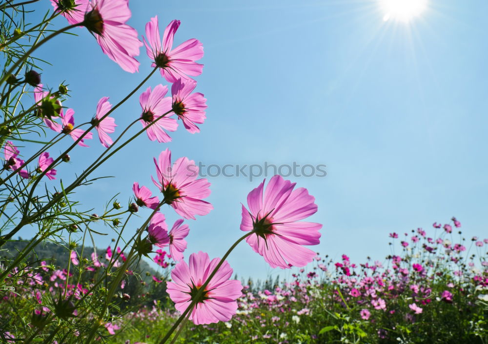 Similar – Cosmos Flower Nature Plant