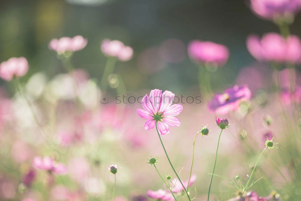 Similar – Cosmos Flower Nature Plant