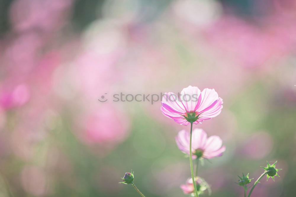 Image, Stock Photo Cosmea Elegant Fragrance