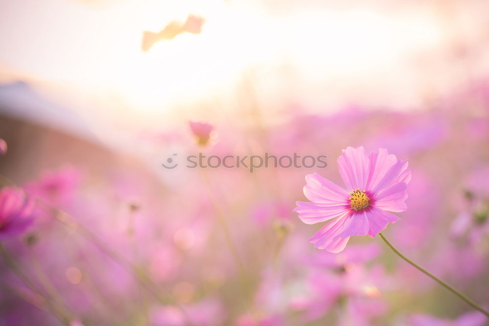 Similar – Image, Stock Photo Linen in pastel Healthy