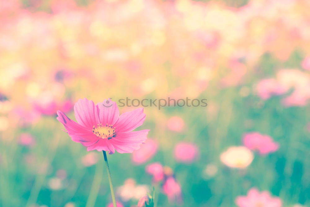 Similar – Beautiful flowers of the decorative basket (Cosmos bipinnatus)