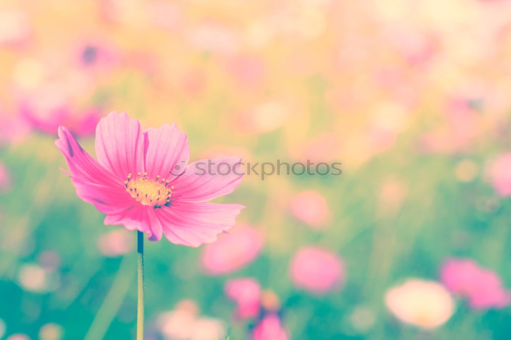 Similar – Image, Stock Photo Seasons | Spring fever