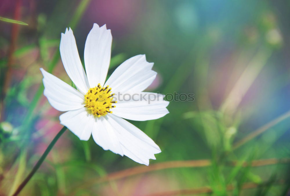Similar – Image, Stock Photo Spring nature with crocuses