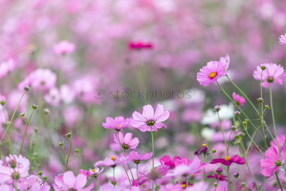 Similar – Image, Stock Photo baby’s breath Life