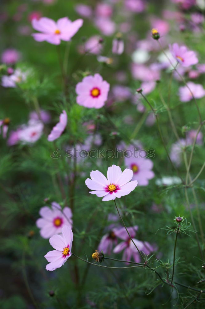 Similar – linen blossoms Nature