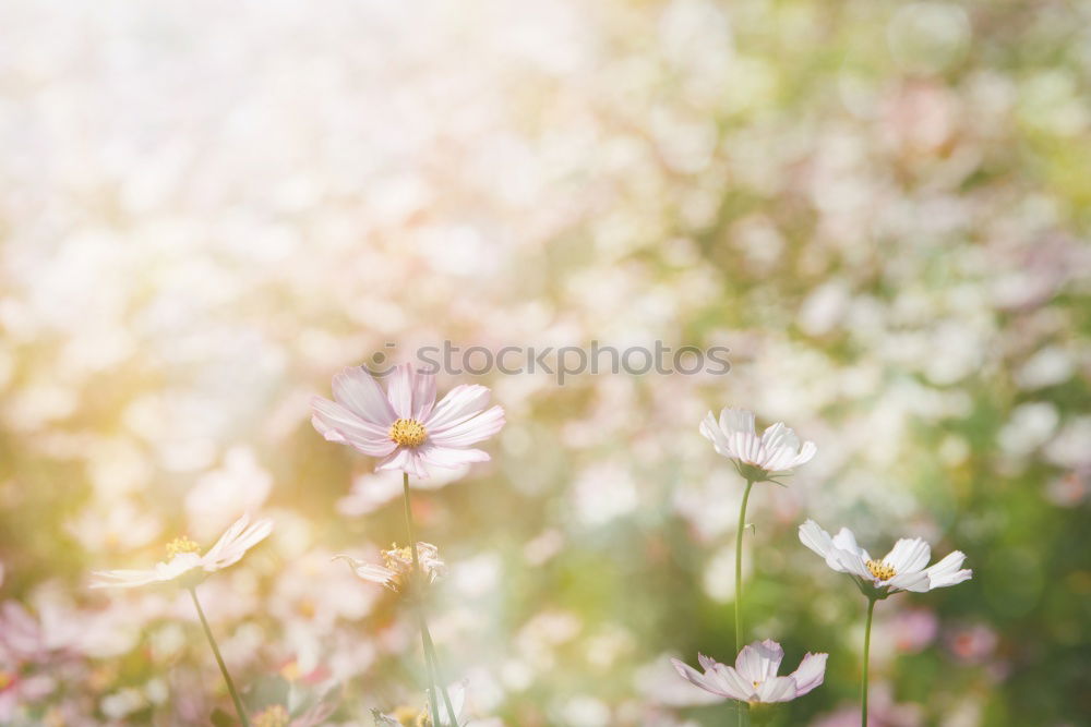 Similar – Image, Stock Photo Purple sun hat (Echinacea purpurea)