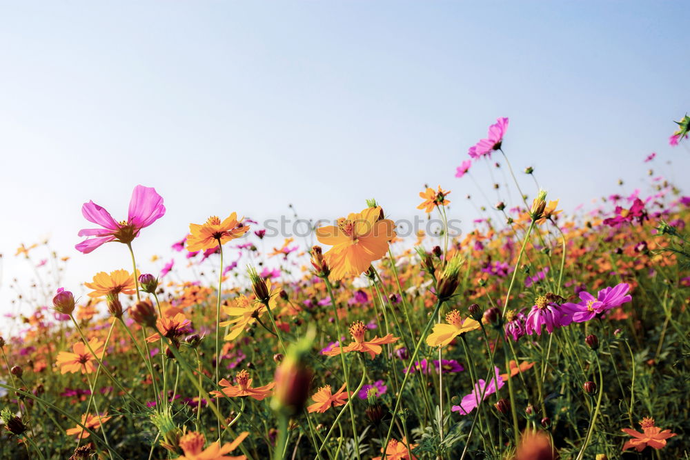 Similar – plant in the morning light at the mountain