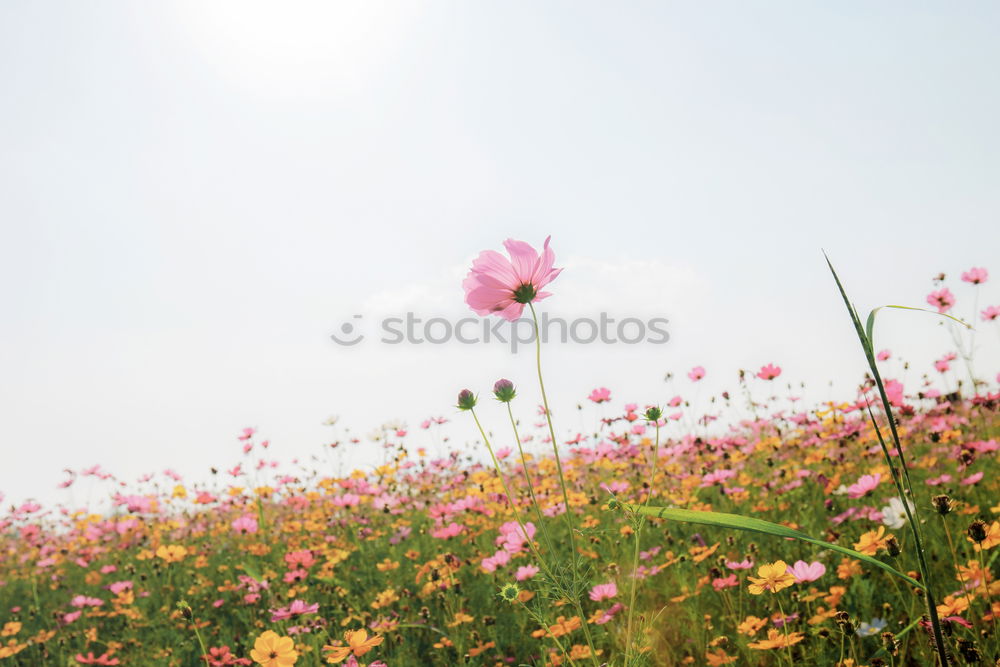 Similar – Cosmos Flower Nature Plant