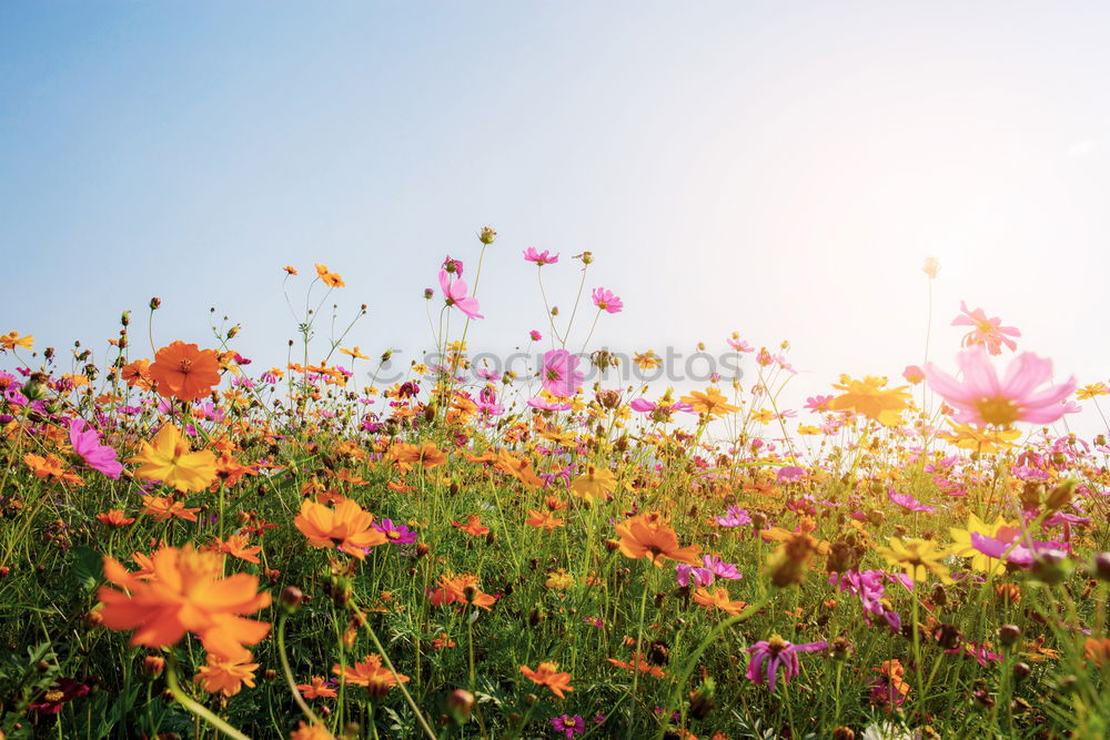 Similar – Foto Bild Gelbe Blumen im Garten oder Park am Himmel Hintergrund