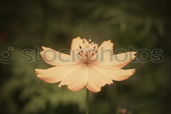 Similar – Image, Stock Photo Forest for trees not Park