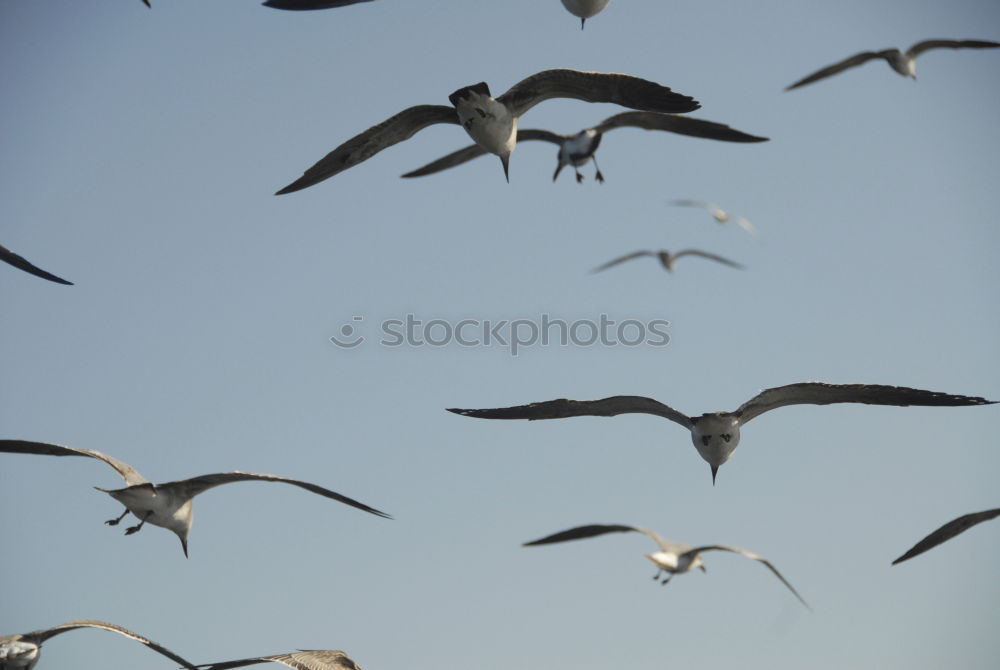 Similar – flugmöwen Natur Luft