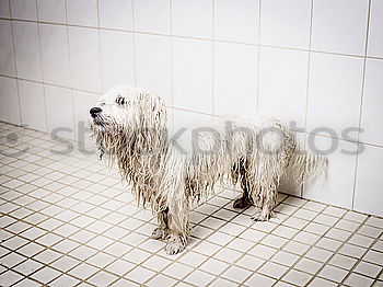 Wet dog Dog Bathtub Eyes