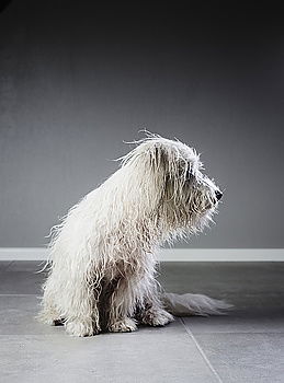 Similar – Image, Stock Photo Havanese rages in the snow