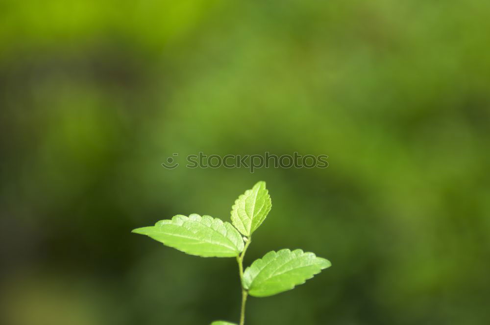 Similar – rotten fruit Colour photo