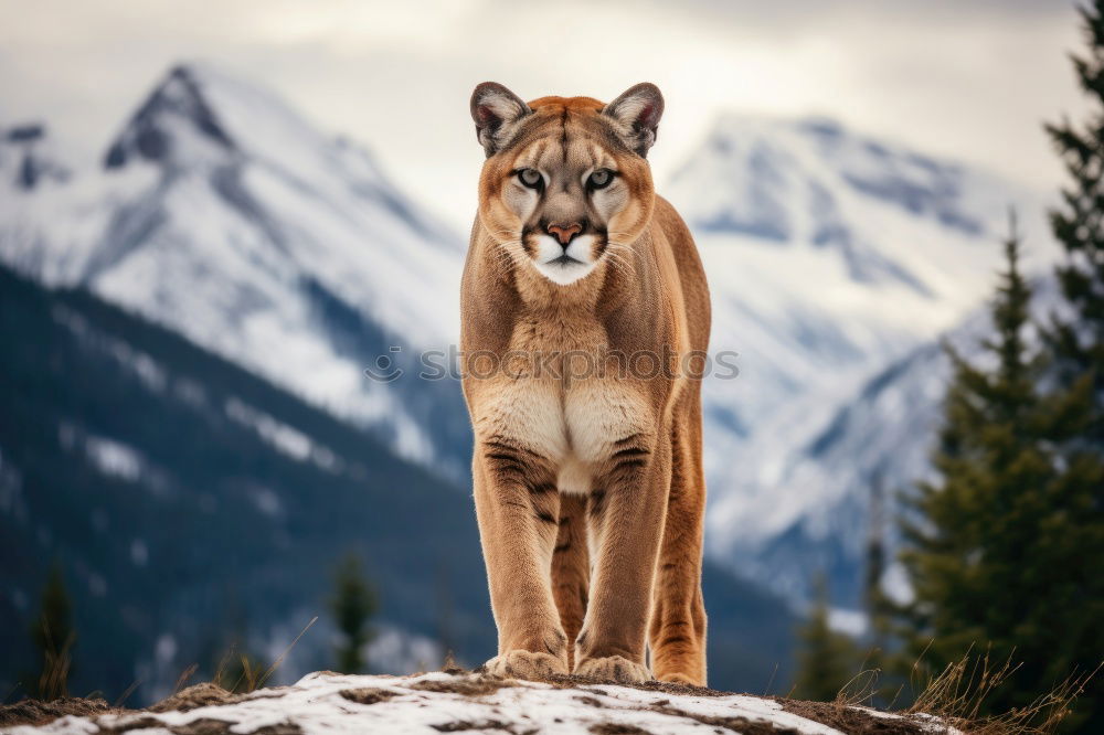 Similar – Foto Bild Böckchen Natur Felsen