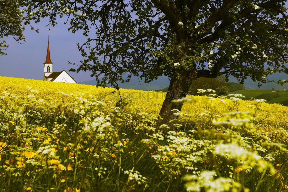 Similar – rapeseed forest To enjoy