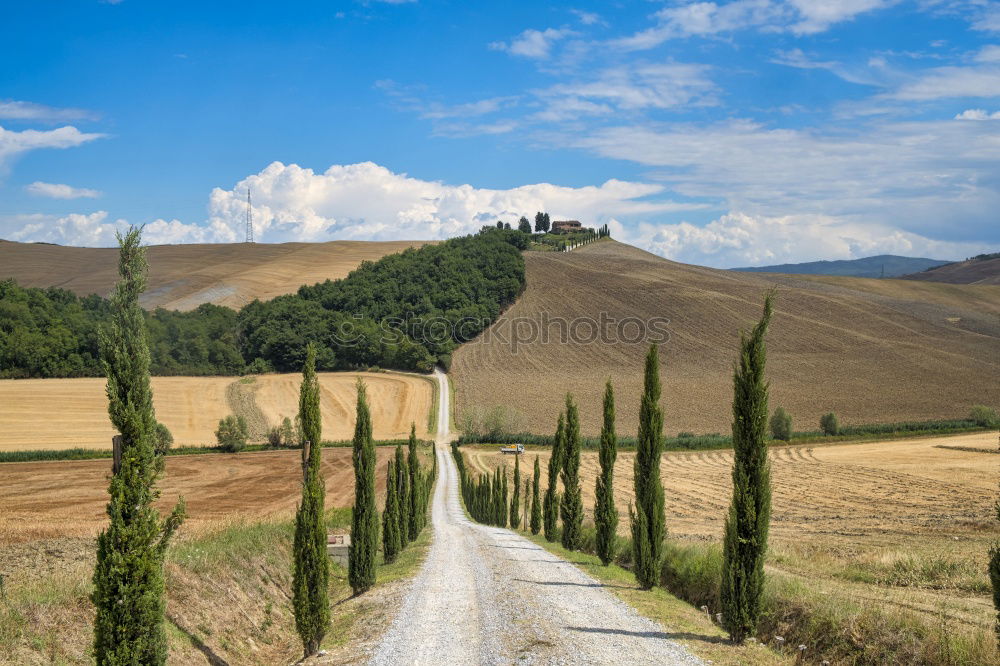 Similar – Cypress trees road