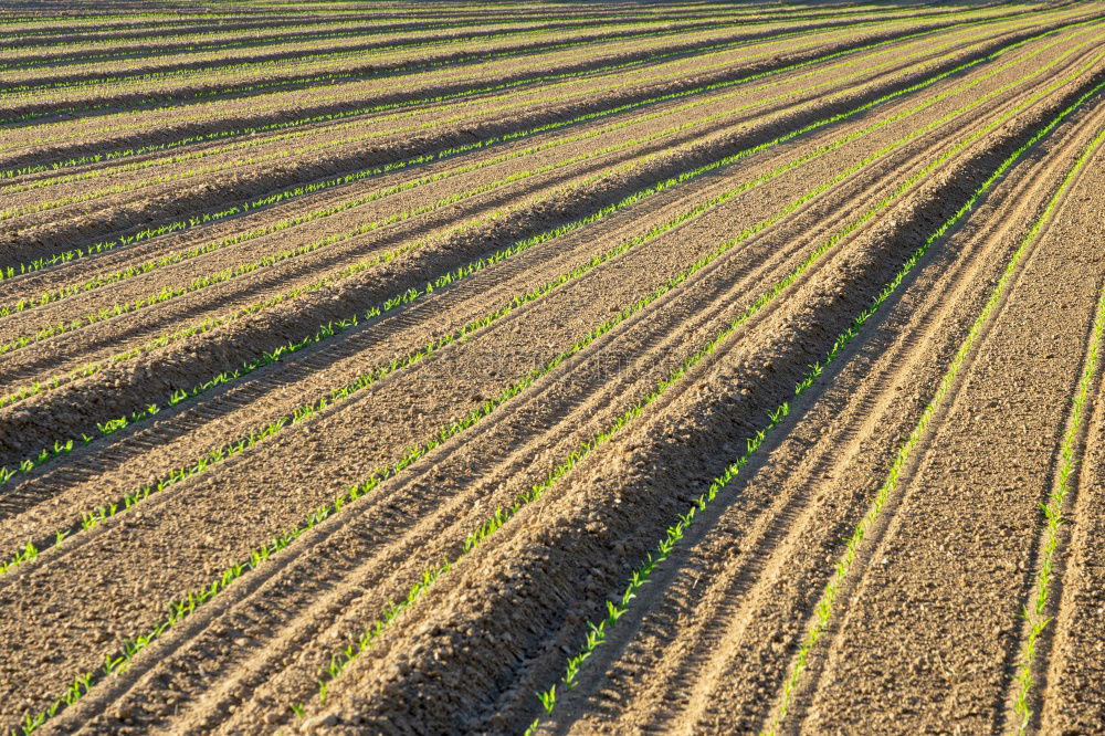 Similar – Image, Stock Photo Plantation of young eggplant seedlings is watered through irrigation canals. European farm, farming. Caring for plants, growing food. Agriculture and agribusiness. Agronomy. Rural countryside