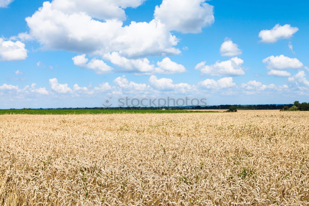 Similar – Image, Stock Photo summer field Field Summer