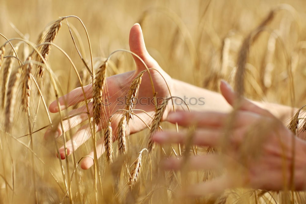 Similar – Image, Stock Photo Harvest Beautiful Summer