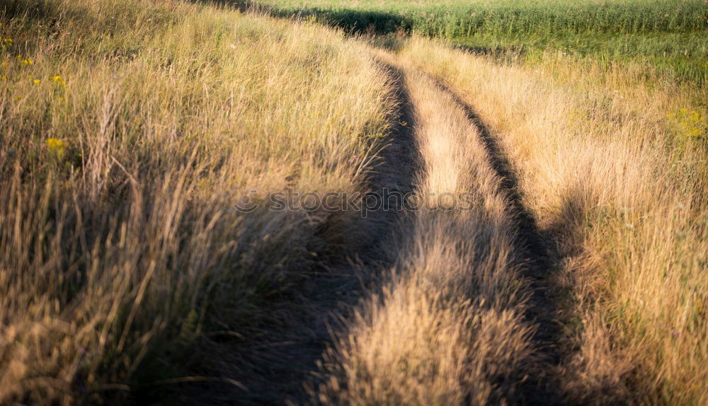 Similar – Nature Landscape Meadow