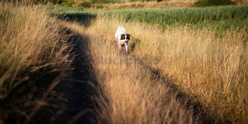 Similar – kopfloser Hund grün Feld