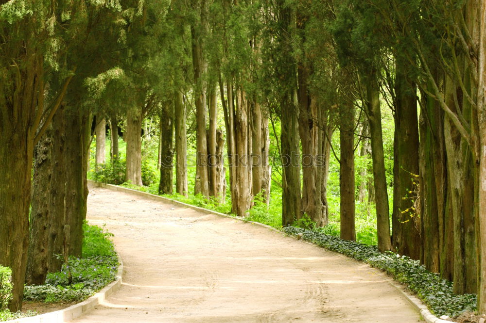 Similar – Foto Bild Scheideweg, ein Weg teilt sich in einem Park