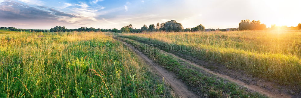 Similar – ll llll Plant Bushes Field