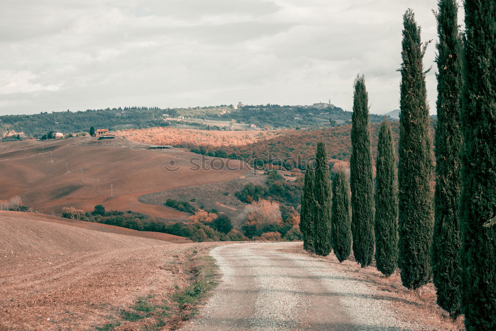 Image, Stock Photo along the road Environment