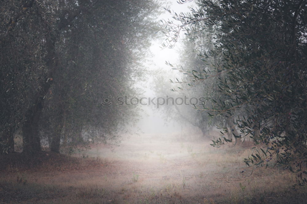 Similar – Holzweg Umwelt Natur