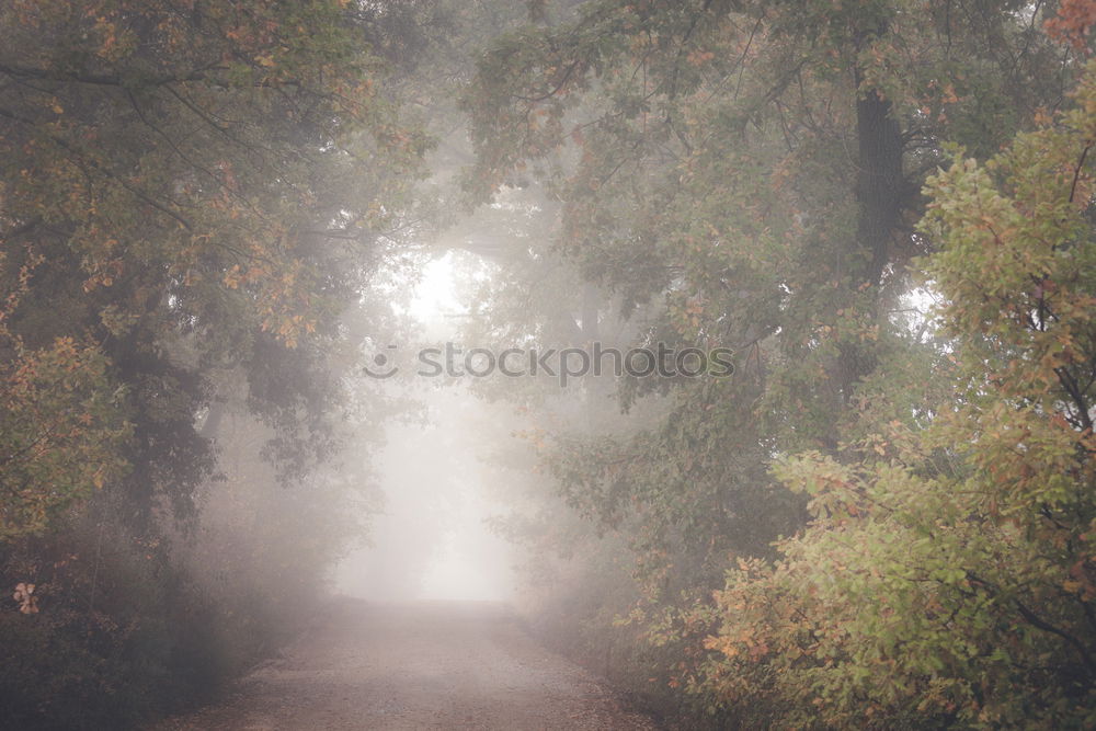 Similar – Image, Stock Photo fog. Fog Fogged over