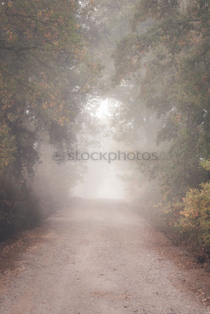 Similar – Wooden path in the raised bog with hoarfrost in fog in winter