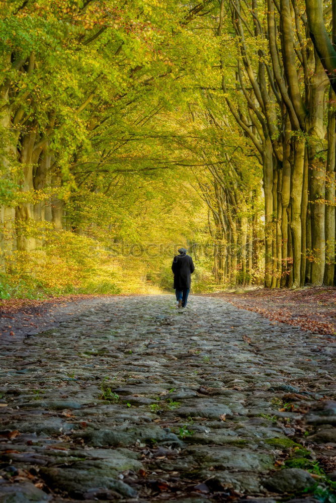 Similar – Hiker in forest with hands up