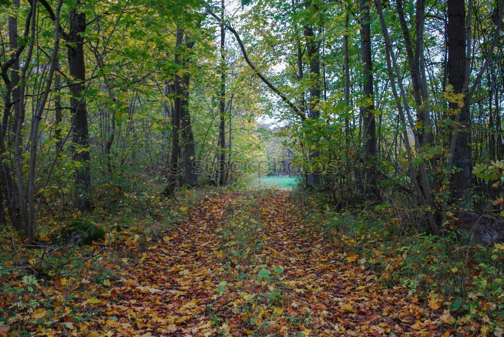 Similar – Image, Stock Photo autumn forest Environment