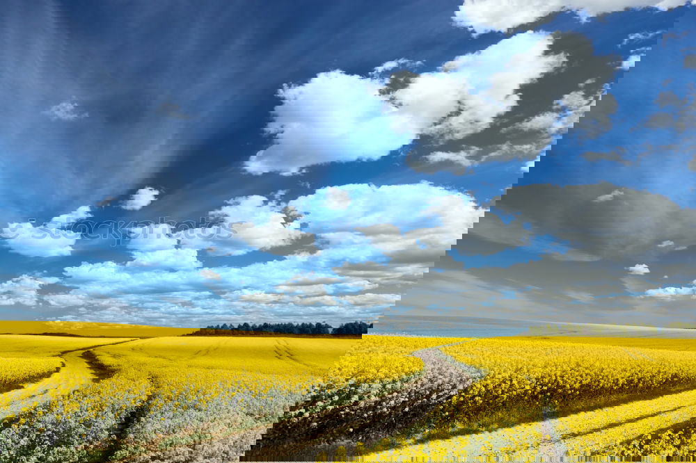 Similar – Image, Stock Photo dirty road in the field in the spring