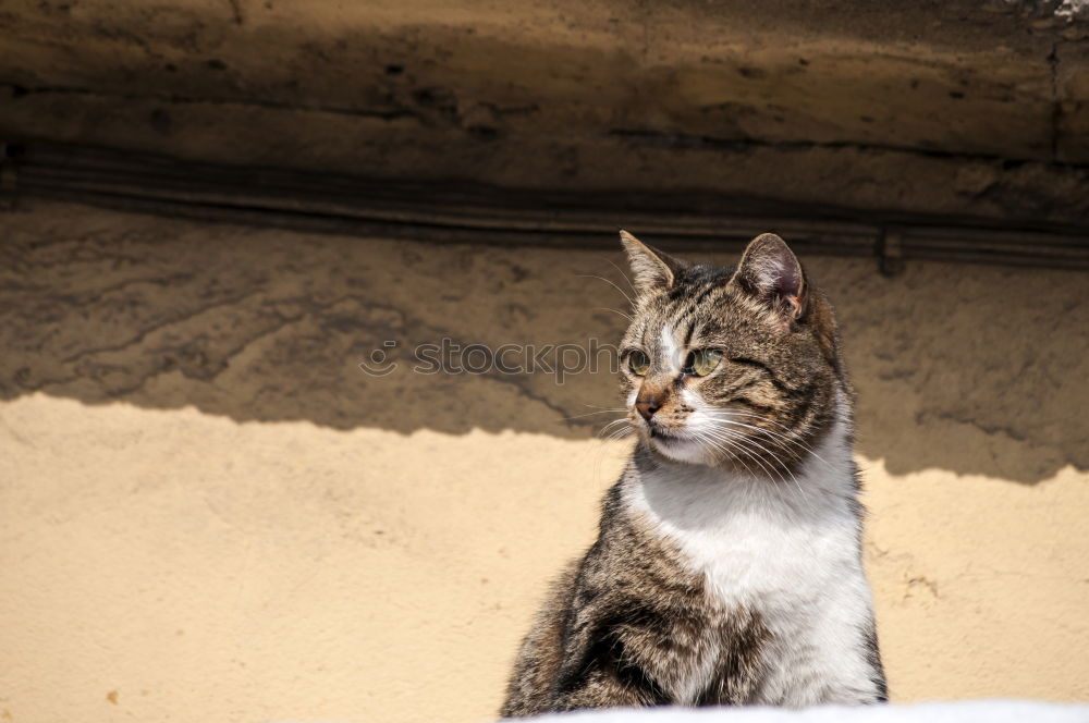 Similar – Little cat behind metal bars. Stray cat