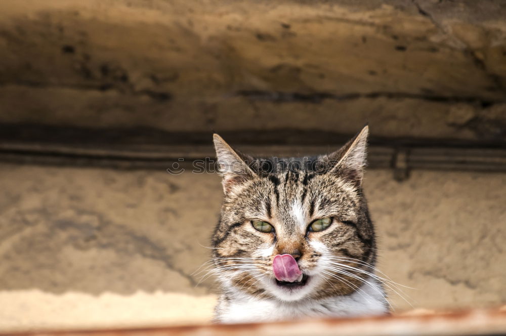 Similar – Little cat behind metal bars. Stray cat