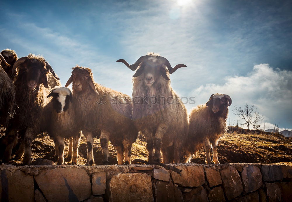 Similar – Image, Stock Photo goat Vacation & Travel