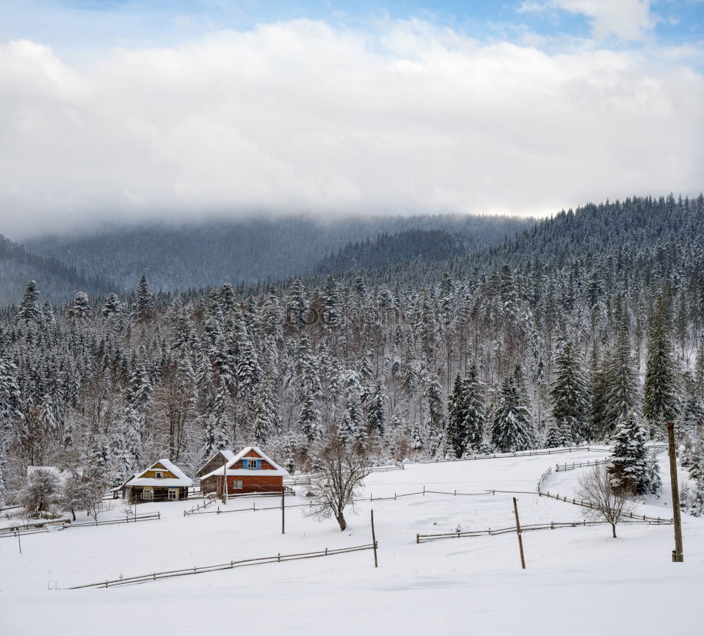 Image, Stock Photo winter forest Cold Tree