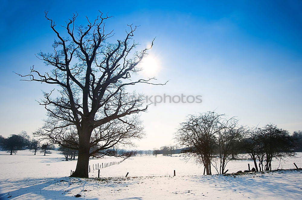 Similar – I Nature Winter Tree Park